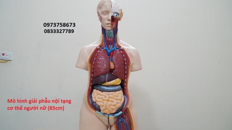 Mô hình bóc tách lớp cơ thể người cao 170cm Mô hình y khoa