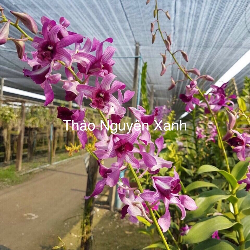 [HCM]Dendro Nắng Bò Tím - cây giống