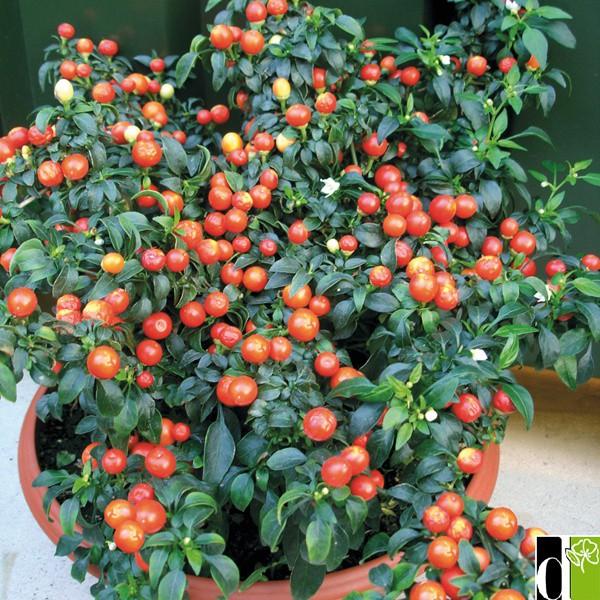 [Mới] - Hạt giống Ớt bi