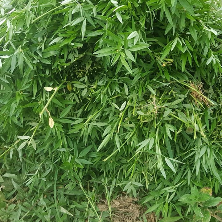 (100g), Giống cỏ Stylo - giàu dinh dưỡng