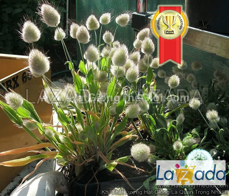 100h Hạt Giống Cỏ Đuôi Thỏ (C6.202| -KD: B19*V51*M006)