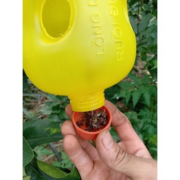 Combo dẫn dụ ruồi vàng đục trái Vizubon-D và 4 bẫy ruồi vàng đục trái