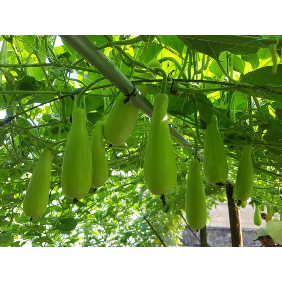 Hạt Giống Bầu Xị Lai F1 Trái Đặc Ruột, Sai Trái, Trồng Quanh Năm