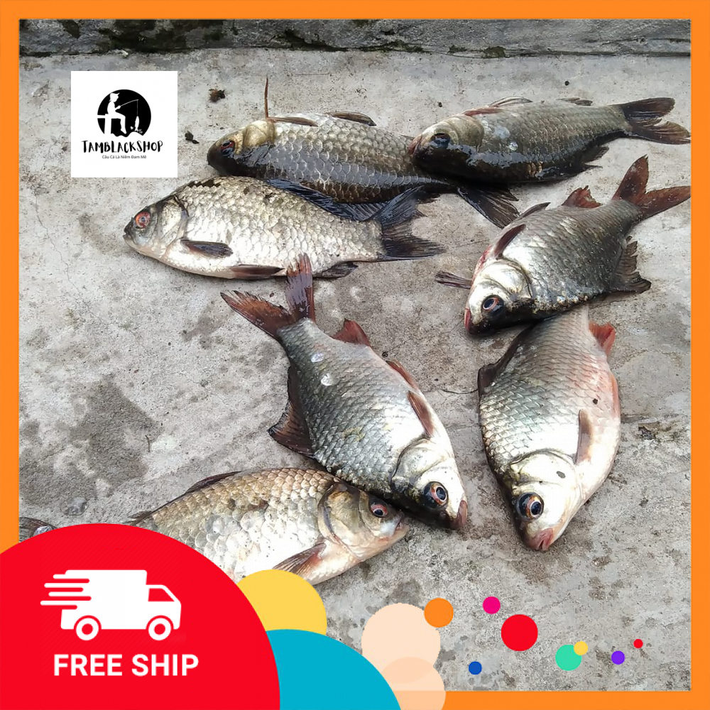 50 lưỡi câu diếc size 0.2 0.3 0.4 0.5 0.6