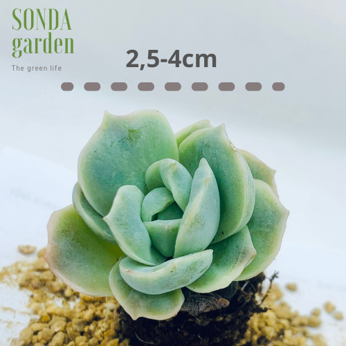 SEN ĐÁ HỒNG HÀ LAN SIZE MINI LỖI 1 ĐỔI 1