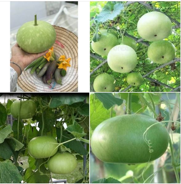 Hạt giống bầu tròn Thái 1 gói 2gram - Hạt nảy mầm tốt