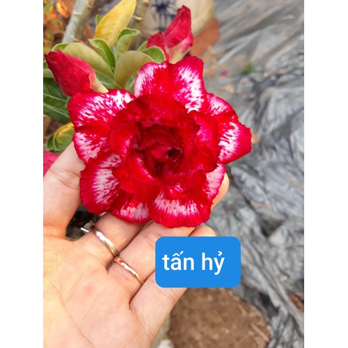 Cây hoa sứ thái cánh kép "tấn hỷ " - bảo hành mặt hoa kép y ảnh