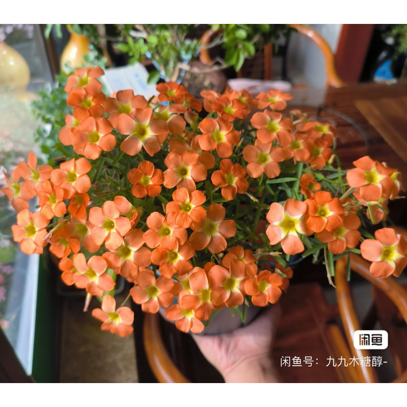 củ hoa oxalis dòng hoa sớm, thân mảnh mai