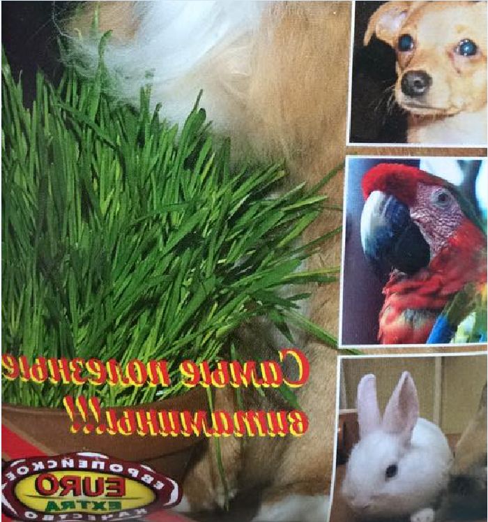 Hạt giống mầm lúa mì lúa mạc❇ Lúa mì (Wheatgrass) hay còn gọi với tên lúa mạch, tiểu mạch thảo là loại thực vật giàu vitamin và khoáng chất, được nhiều người đánh giá rất cao về hiệu quả, lợi ích đối với sức khỏe con người.  ❇ Hạt g -  gói 100gram - VTNN2