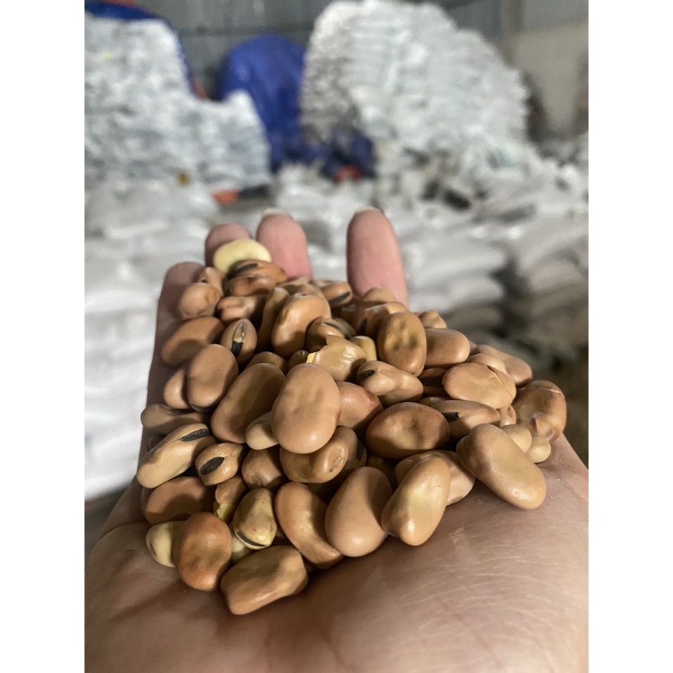 Đậu tằm Úc cho cá chép giòn