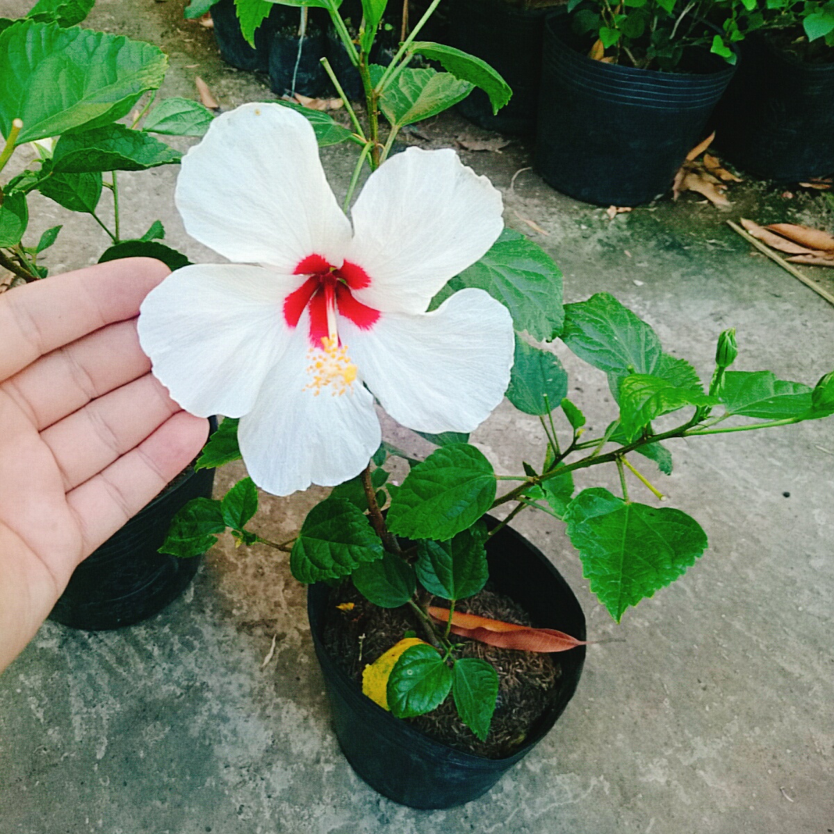 Cây Hoa Dâm Bụt Trắng - Cây cảnh sân vườn