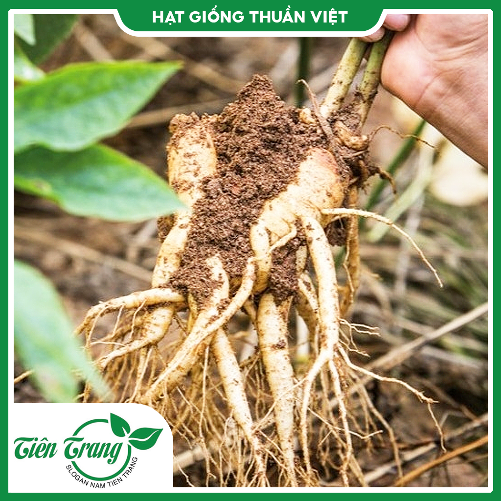 Hạt giống Nhân Sâm Hàn Quốc