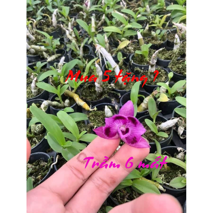 Hoa lan Trầm trắng giống hoa thơm