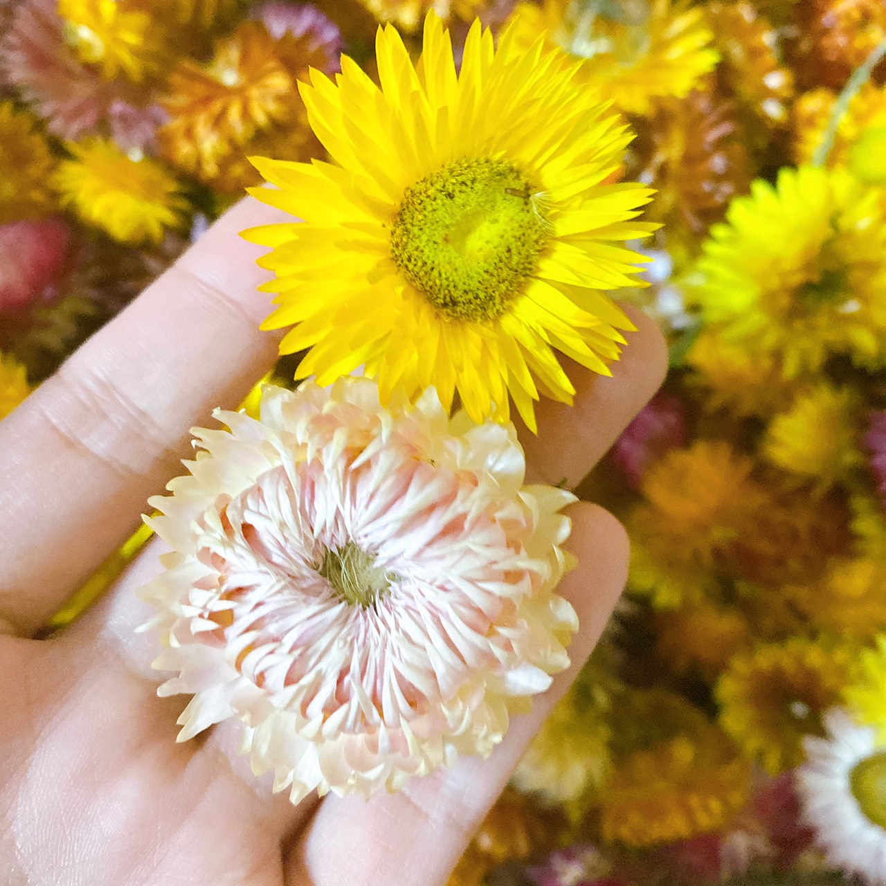 Hoa Bất Tử khô trang trí cực đẹp
