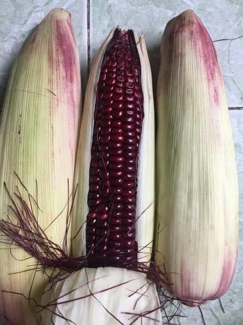 Hạt giống ngô nếp tím ( bắp nếp tím ) - Gói 5gram