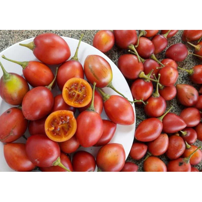 Hạt giống cà chua thân gỗ - 10 hạt