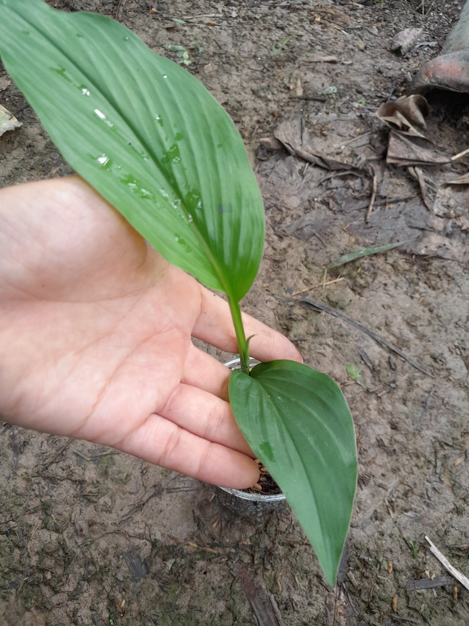 Cây Ngãi Chống Độc giống (ngãi trắng, nghệ trắng)