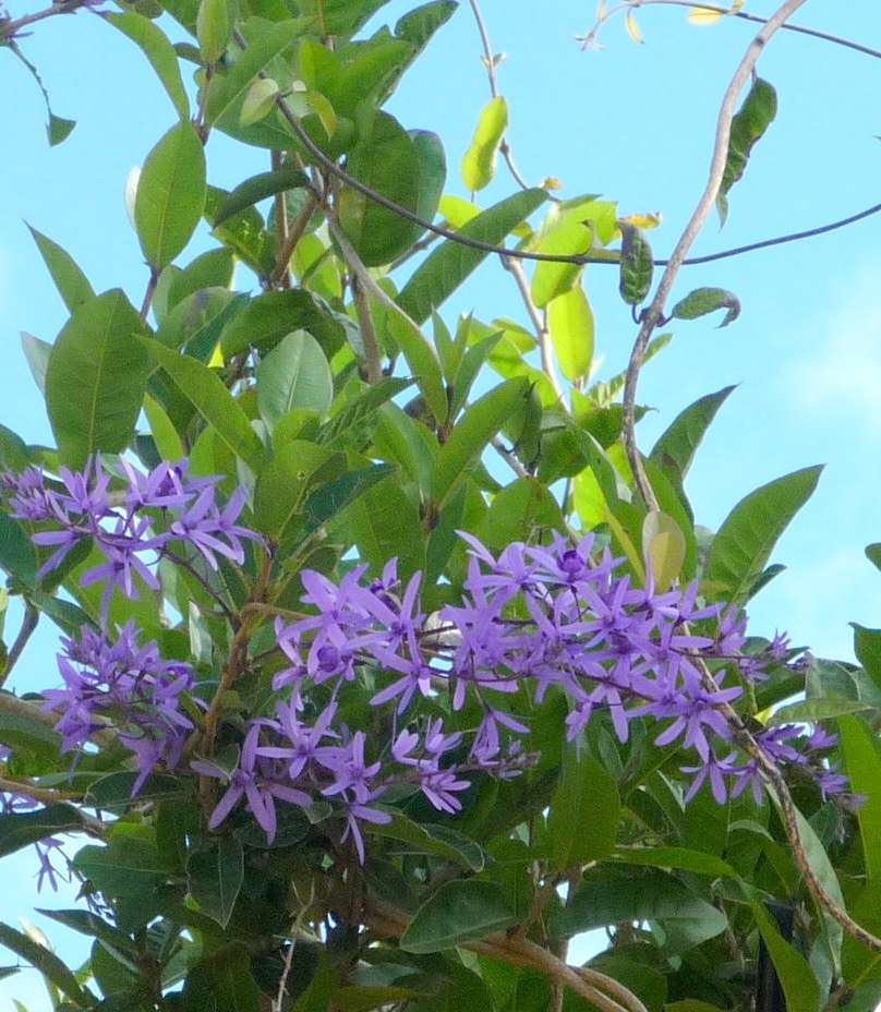 Cây mai xanh thái