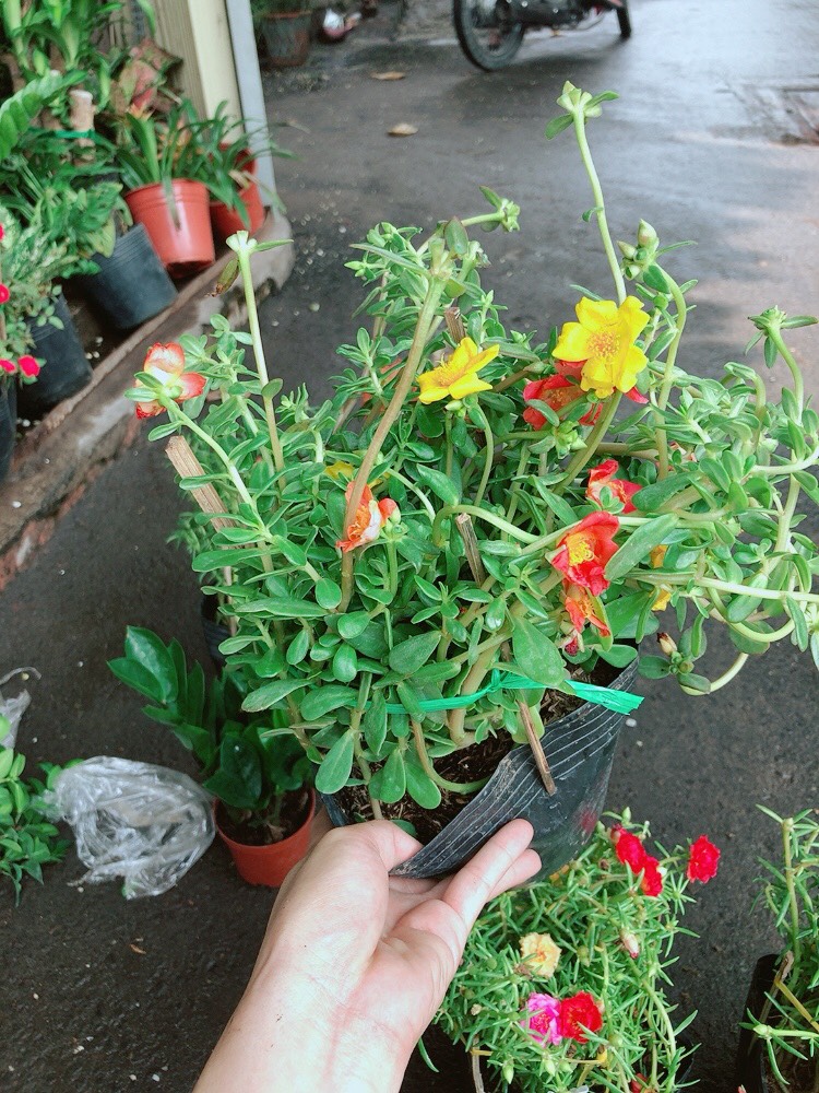 Chậu cây hoa mười giờ sam
