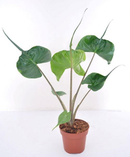 Cây môn cá đuối - Alocasia Stingray - Cây cảnh mini