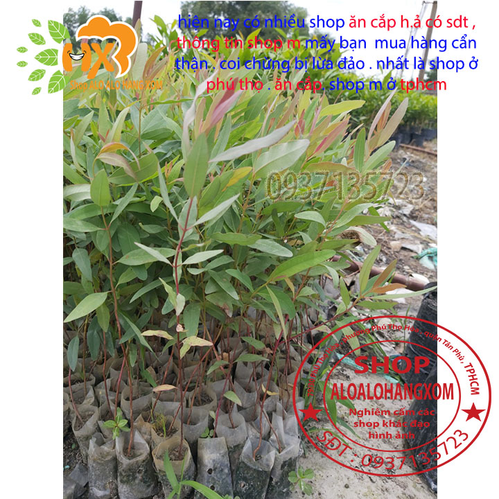 combo 50 cây bạch đàn cây giống