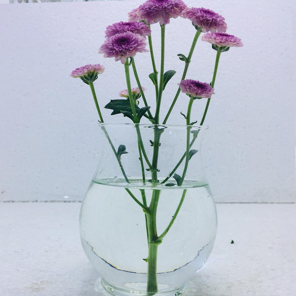 Chậu thủy tinh để bàn trang trí