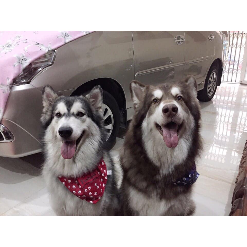 Vòng cổ Yếm cho chó mèo