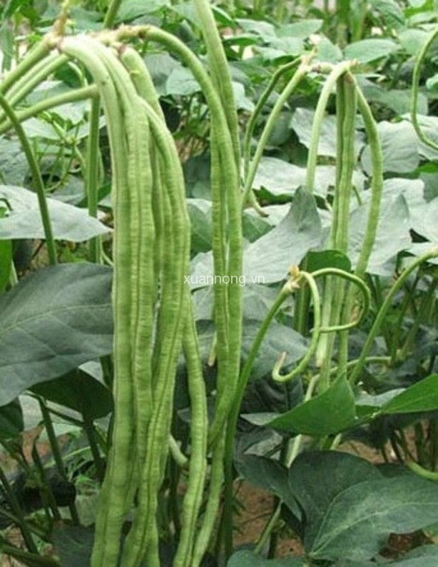 Hạt giống đậu đũa bụi ngọt Rạng Đông (20gr)