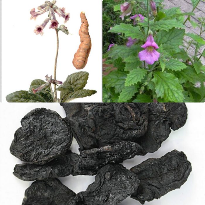 [HCM]500gr Thục địa - Loại cao cấp