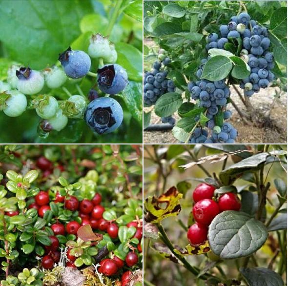 Combo 2 gói hạt giống việt quất - ( 1 đỏ + 1 xanh )- tặng 1 gói thuốckích mầm hạt