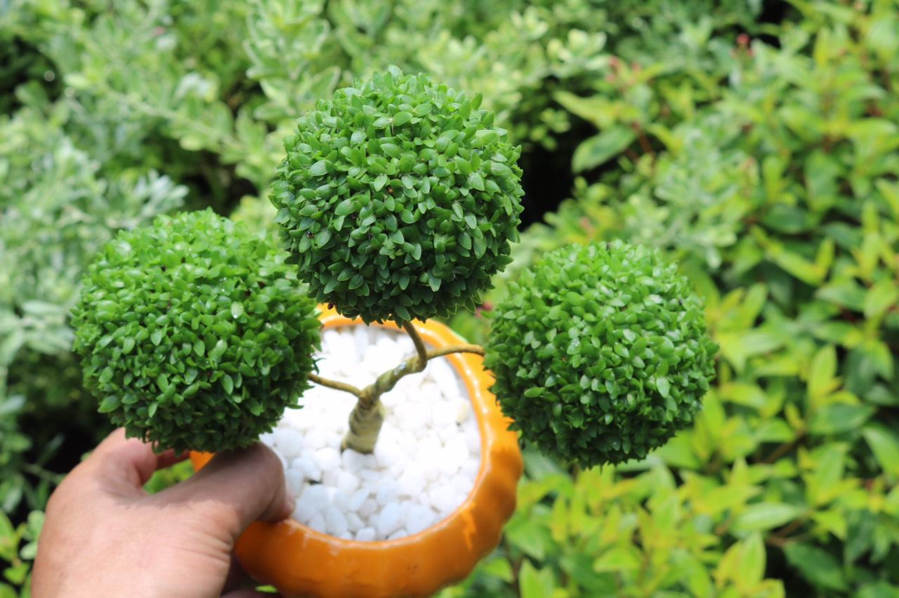 Chậu cây May Mắn 3 quả cầu