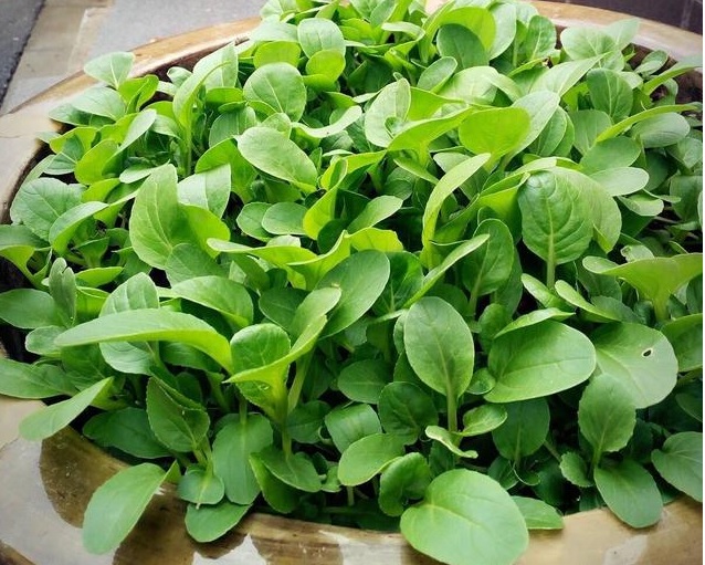 Hạt giống Cải Ăn Non gói 20gr