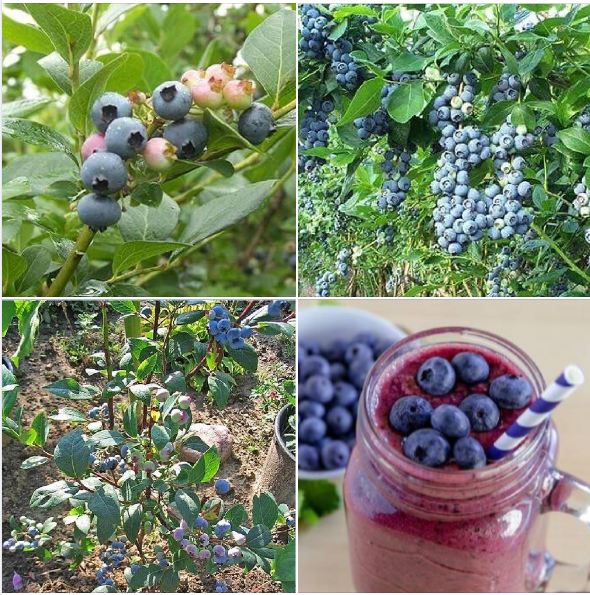 Hạt giống cây ăn trái việt quất Xanh 30 hạt/gói ( TẶNG gói kích thích hỗ trợ hạt nảy mầm)