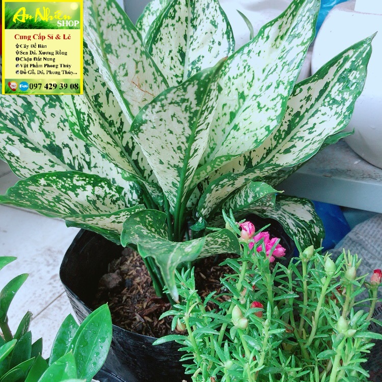 Cây ngọc ngân size lớn