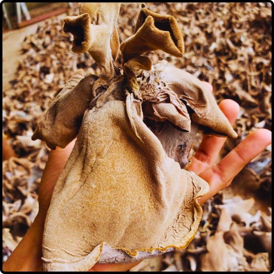 Phôi giống nấm mèo (nấm mộc nhĩ) - (01 kiện 6 bịch nấm)