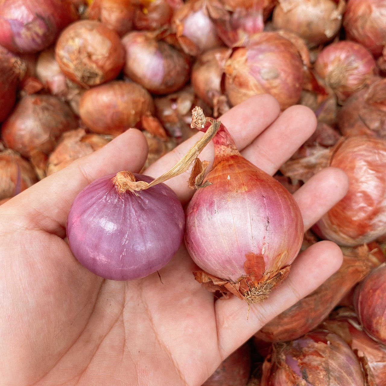 500gr Hành tím Ấn Độ củ to dùng chế biến món ăn