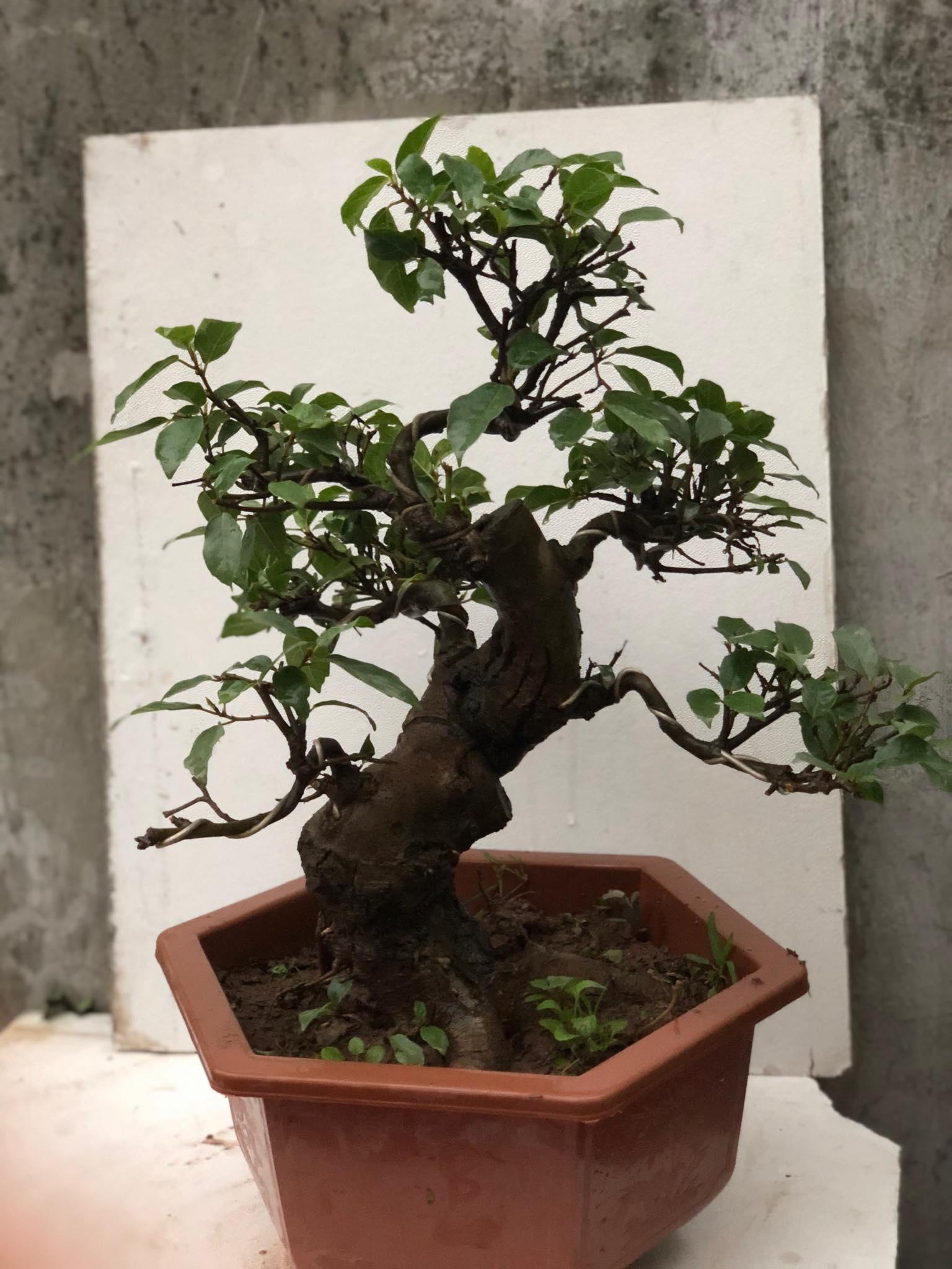 Cây sung bonsai 1 | Lazada.vn