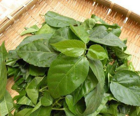 "Gói 20 "Hạt Giống Lá Cách Vọng Cách [Seeds]