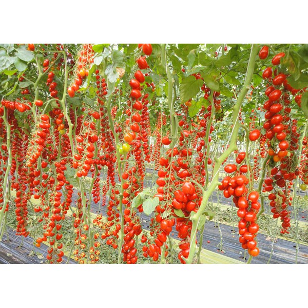 hạt giống cà chua chuỗi ngọc, cà chua chery