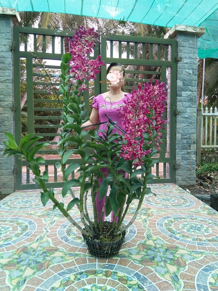 Denrro nắng xưa huyết long