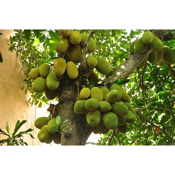 Cây Giống mít nghệ (cây giống bảo hành )