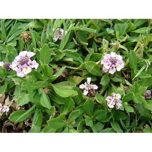 Lức Dây (Lức Lan) Khô 500g