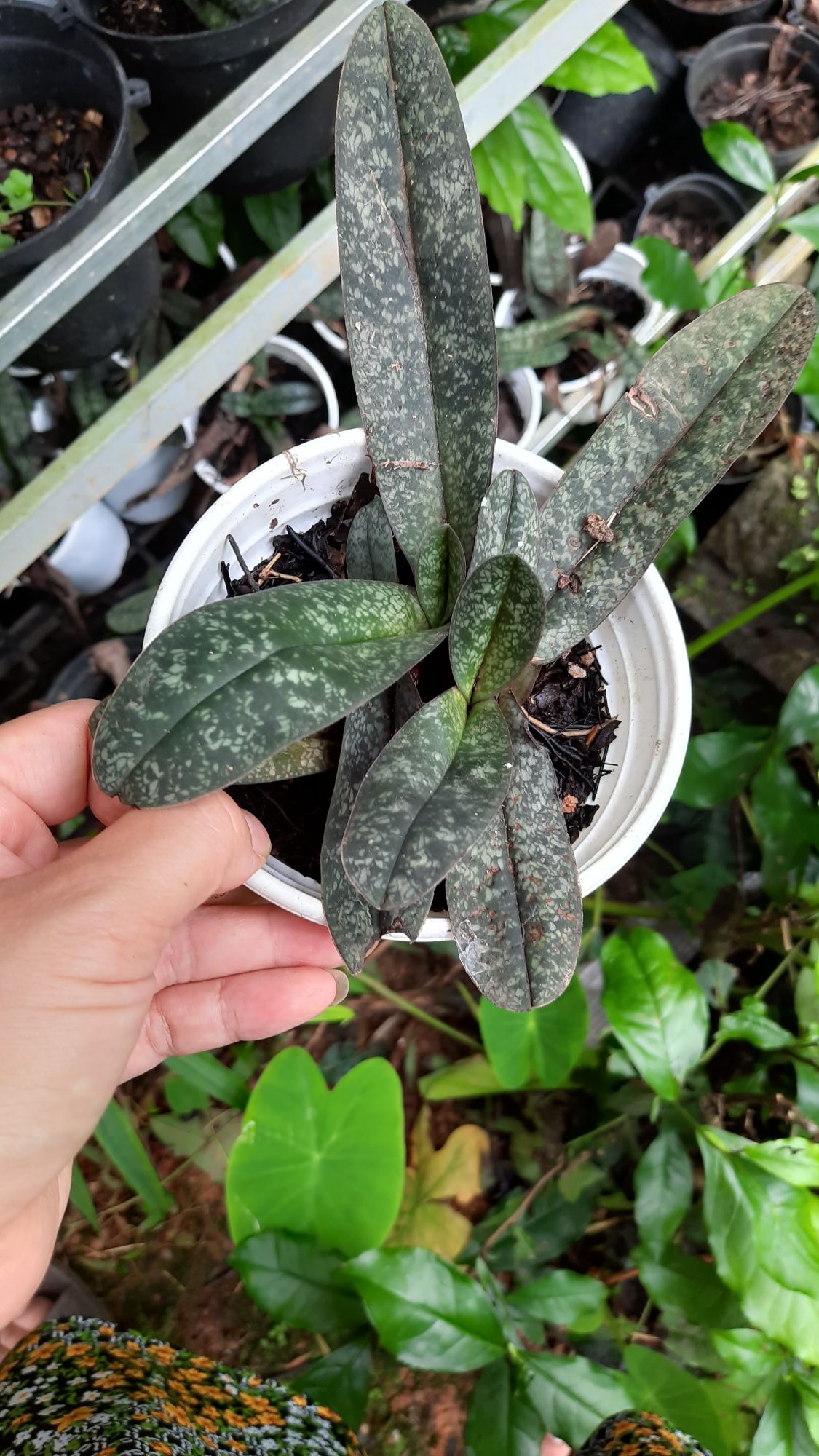 hoa lan hài gấm