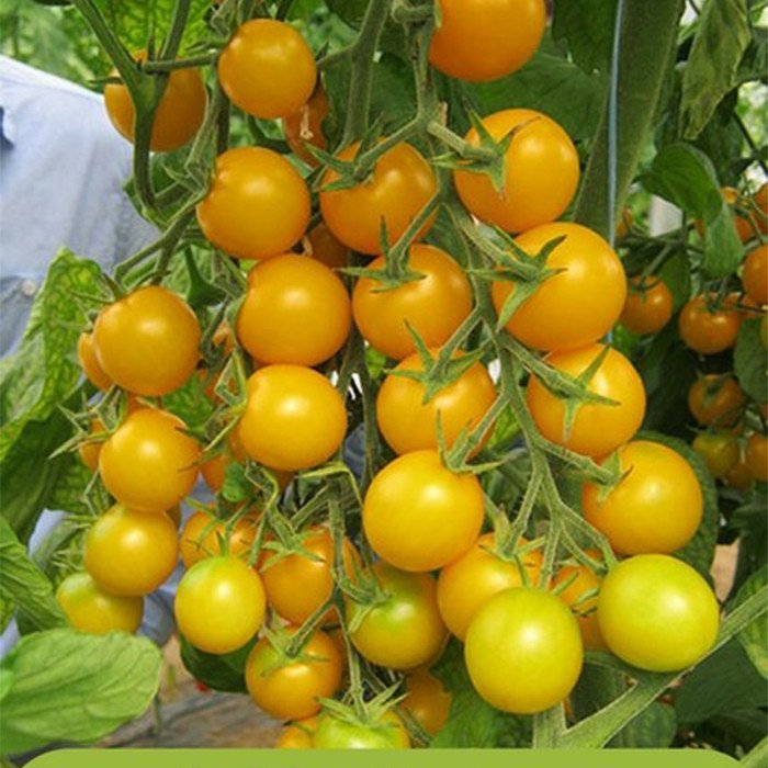 [HCM]hạt giống Cà chua cherry vàng