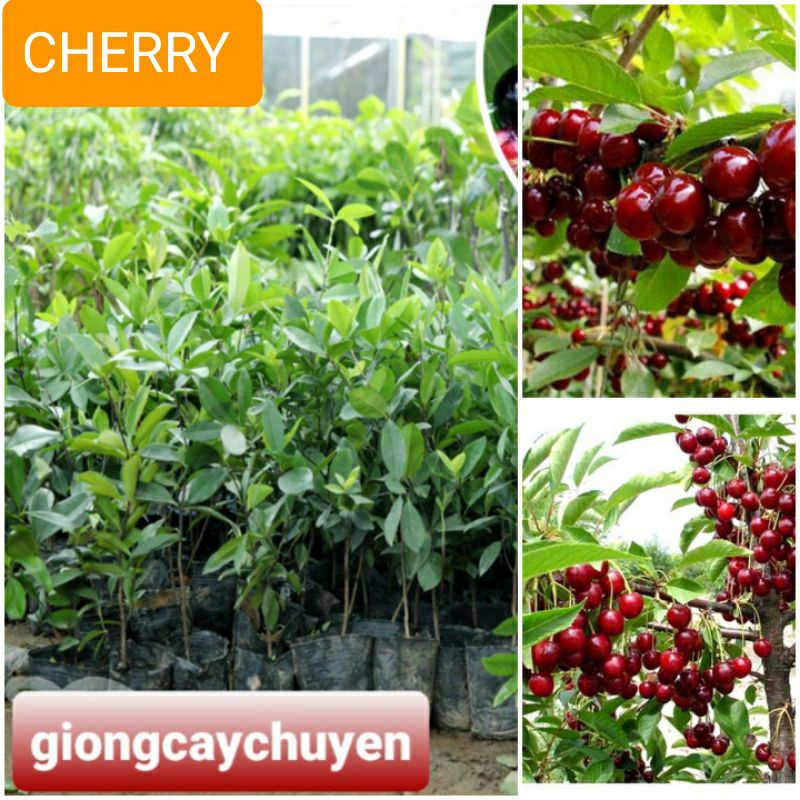 Giống cây cherry brazil
