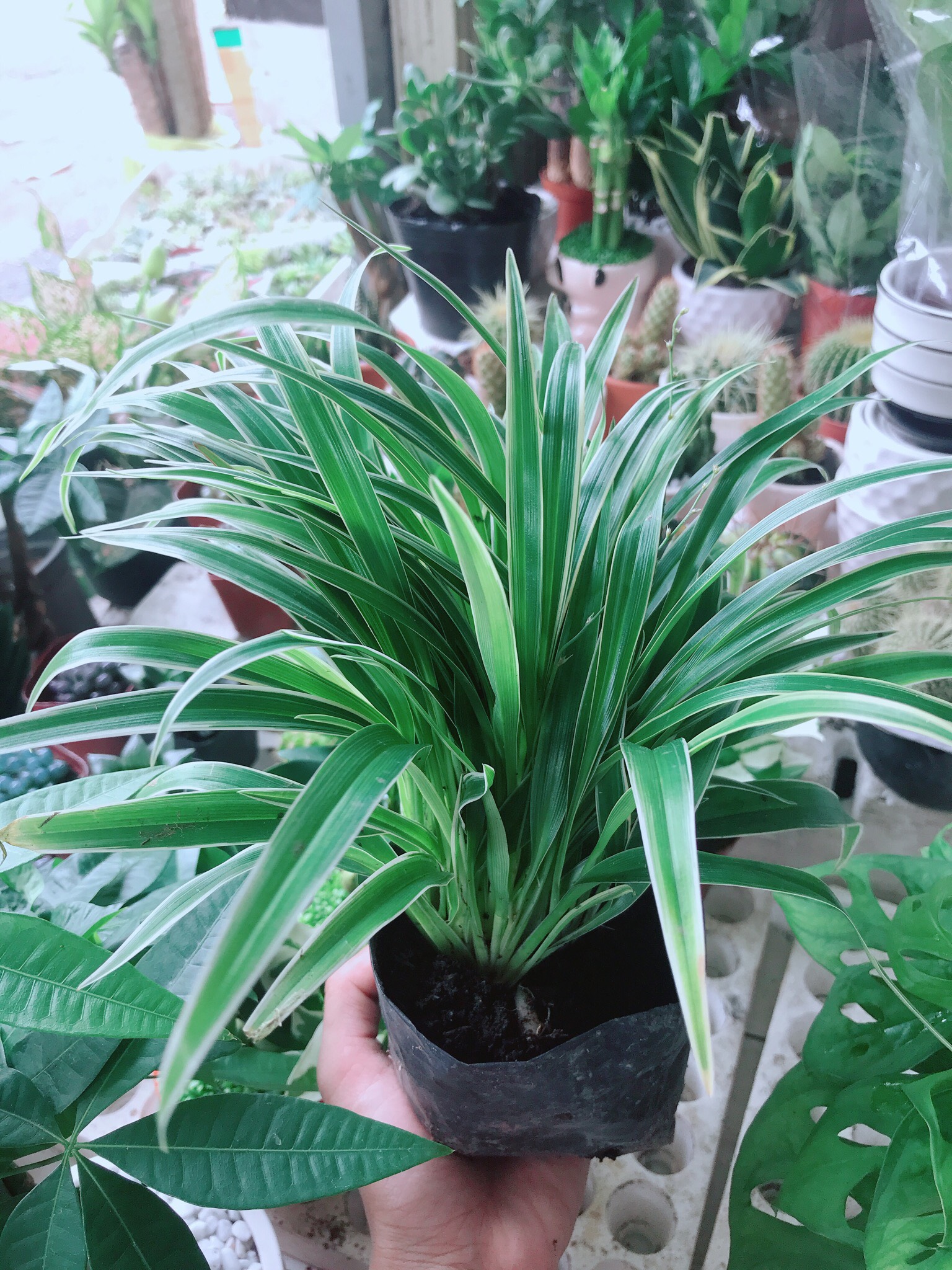 Chậu lan cỏ chi