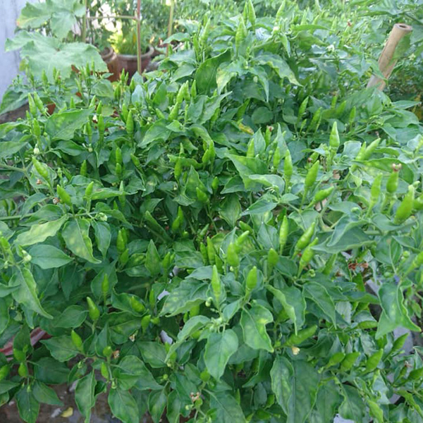 Hạt giống ớt xiêm - Gói 0,2g