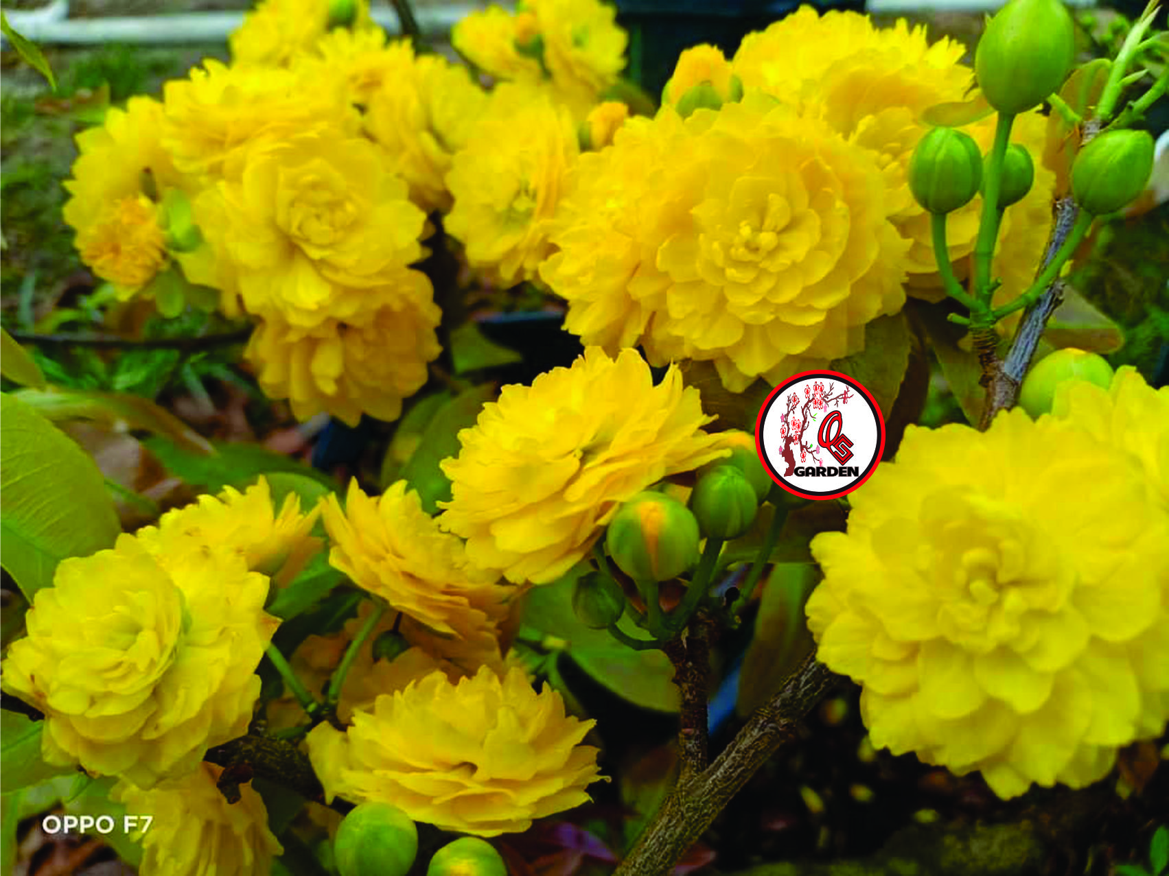Hoa cúc mai 150 cánh_cây giống