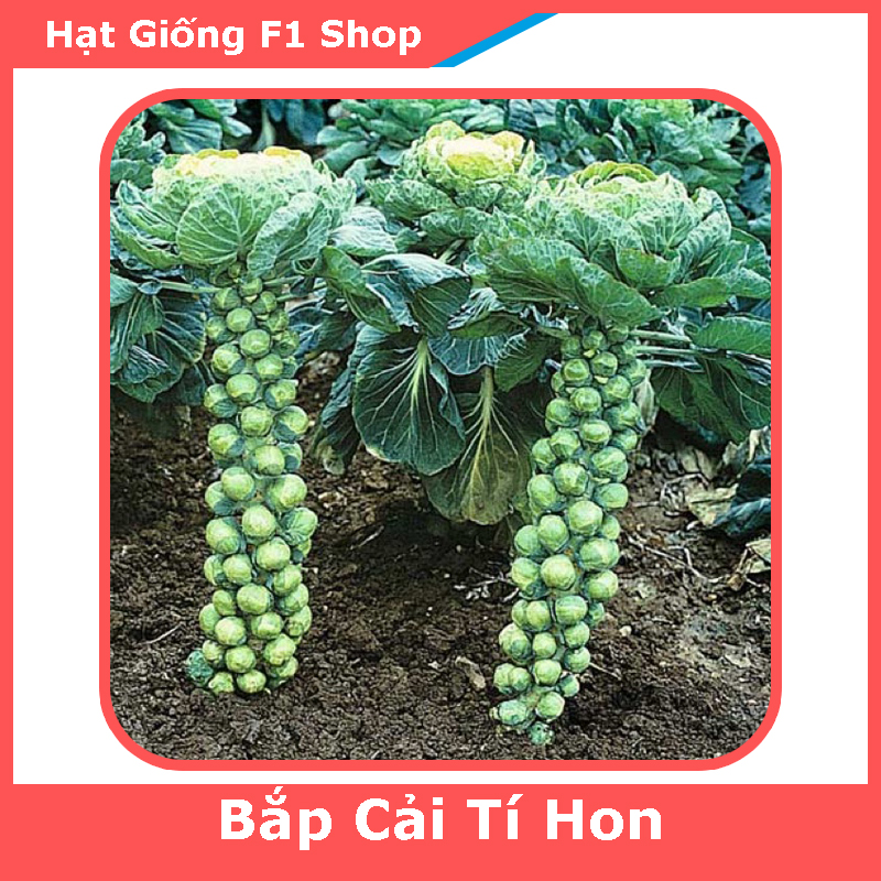 Hạt Giống Bắp Cải Tí Hon Xanh Italy (126.F1)