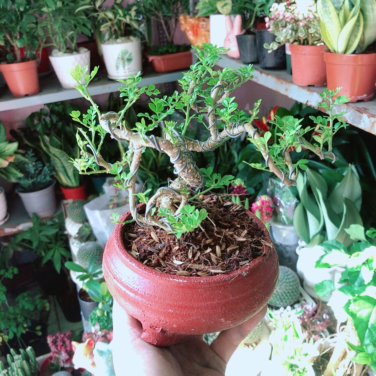 Chậu Cây Cần Thăng